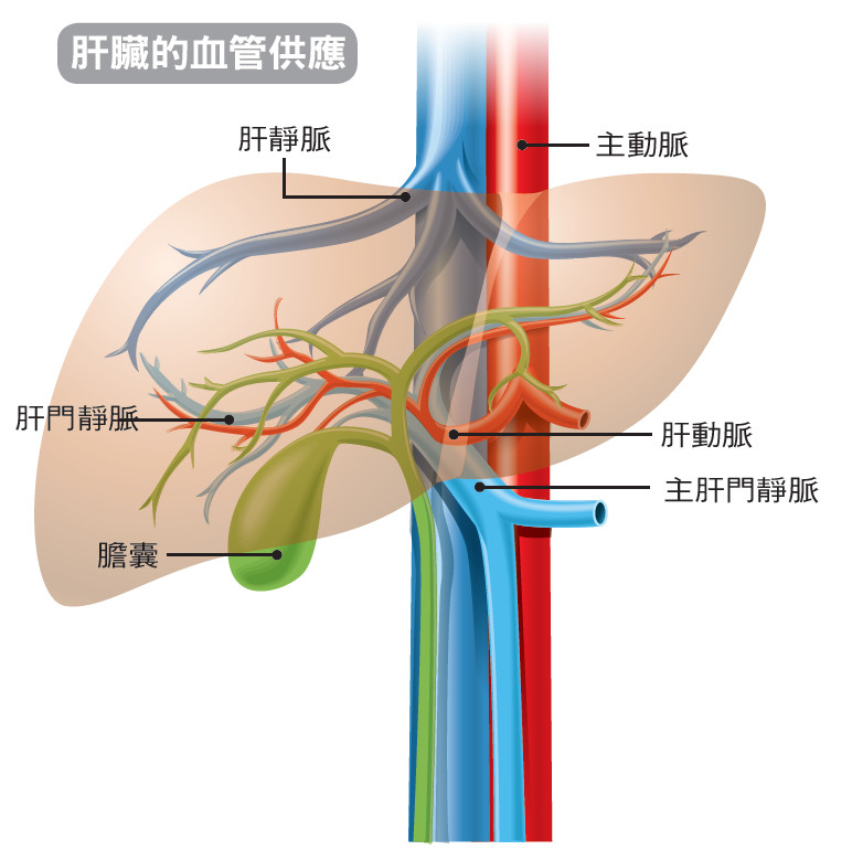 胆管和门静脉解剖图图片