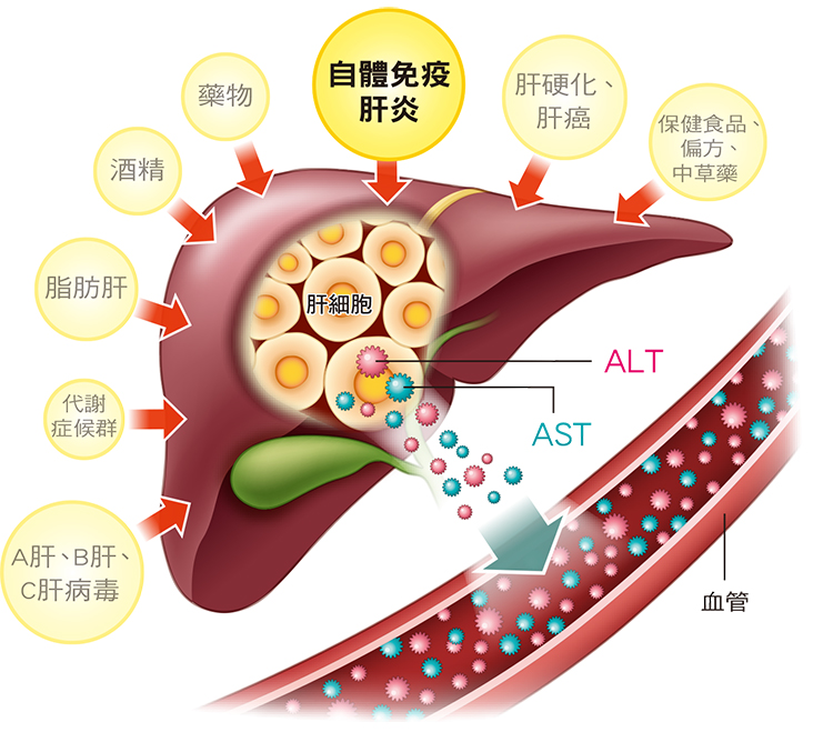 好心肝會刊| 肝基會