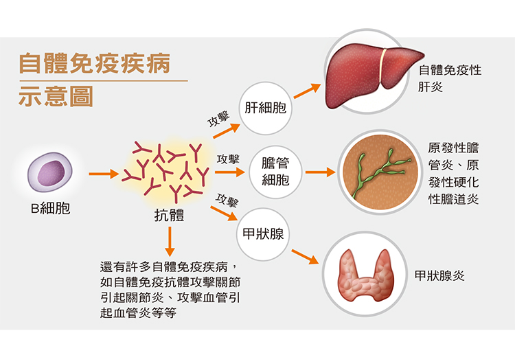 好心肝會刊| 肝基會